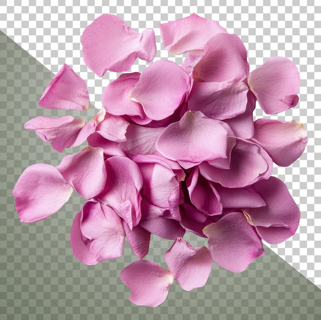 Roze roosblaadjes op witte achtergrond