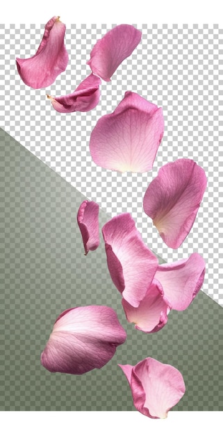 Roze roosblaadjes op witte achtergrond