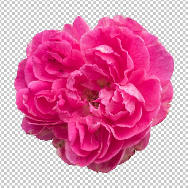 PSD roze roze bloem geïsoleerde weergave