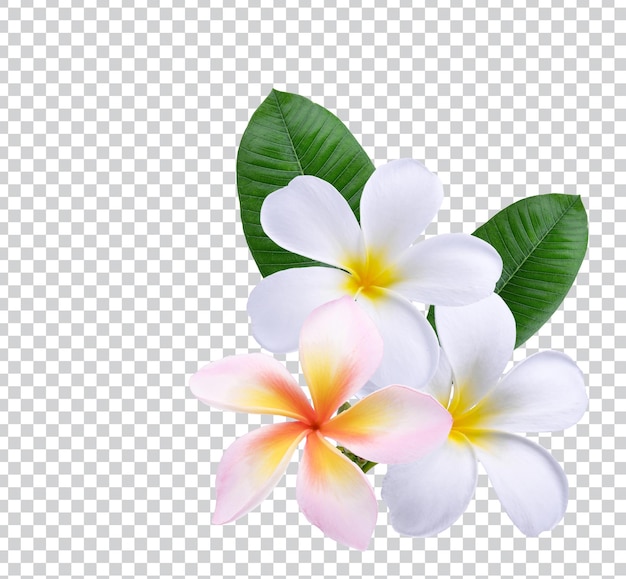 PSD roze witte plumeria frpink witte plumeria frangipani bloemen geïsoleerd op witte achtergrond premium foto psdxdxd