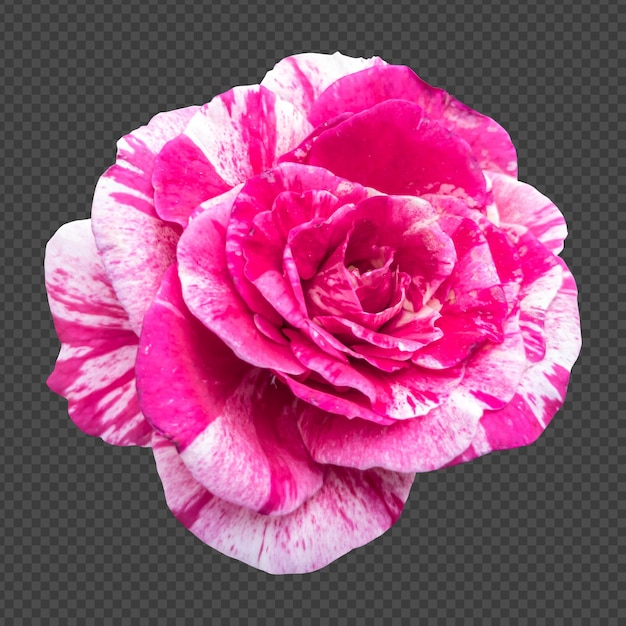 Roze witte roos bloem geïsoleerde weergave