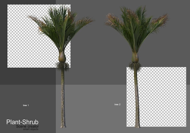 Różne Palmy I Krzewy