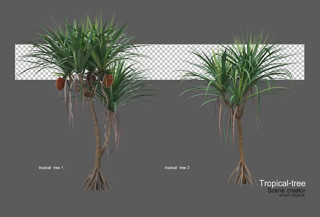 Różne Rodzaje Drzew Tropikalnych