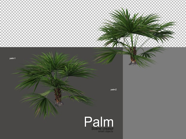 Różne Rodzaje Palm