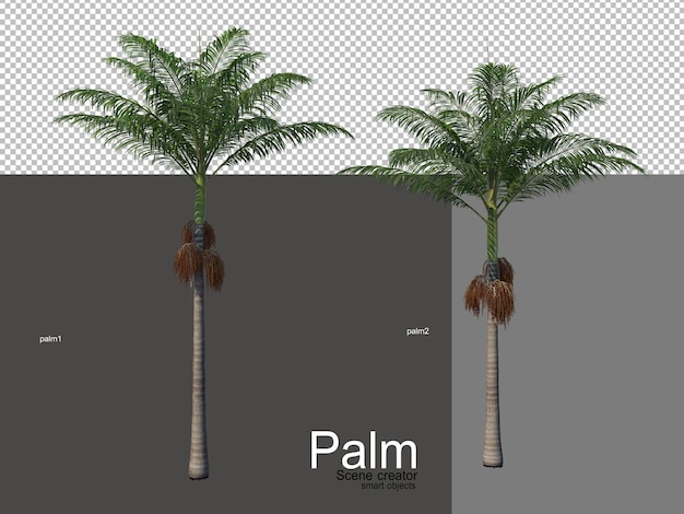 Różne Rodzaje Palm