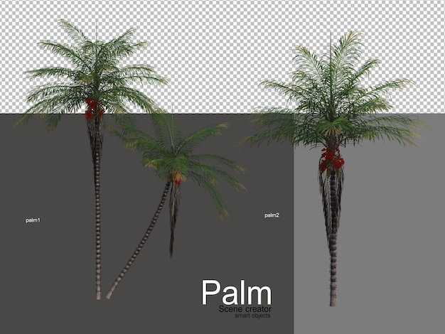 Różne Rodzaje Palm