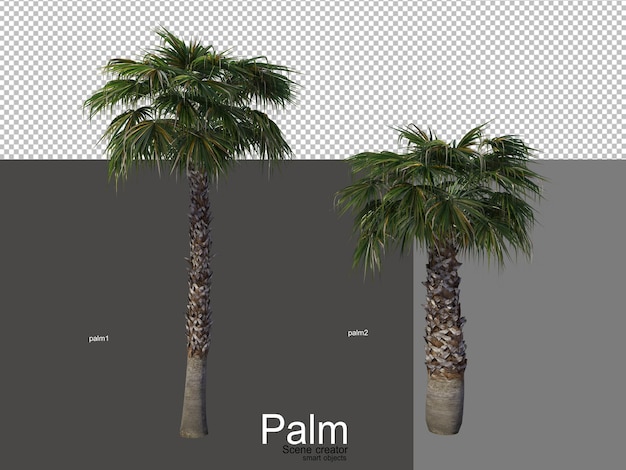 Różne Rodzaje Palm