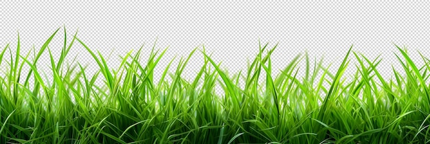 PSD różne rodzaje trawy izolowane