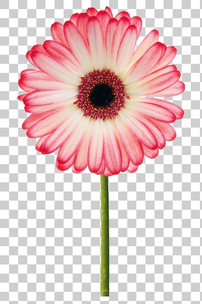 Różowa i biała margarita Gerbera