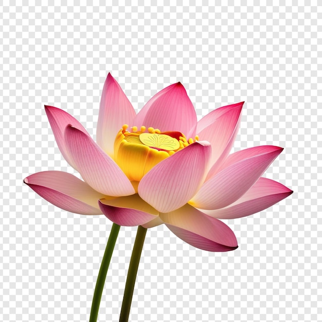 PSD różowe kwiaty lotosu izolowane na przezroczystym tle premium psd