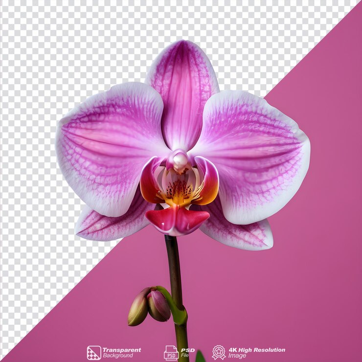 PSD różowe kwiaty orchidei na przezroczystym tle izolowane
