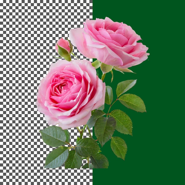 Różowe róże z zielonymi liśćmi na przezroczystym tle png psd