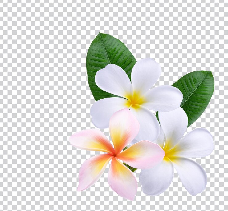Różowy biały Plumeria frpink biały Plumeria frangipani kwiaty na białym tle Zdjęcie premium psdxDxD
