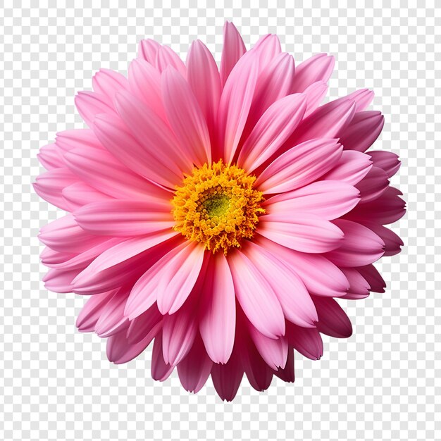 PSD różowy kwiat gerbery png izolowany na przezroczystym tle premium psd