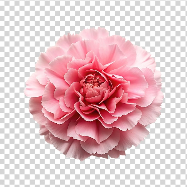 PSD różowy kwiat goździka odizolowany na przezroczystym tle