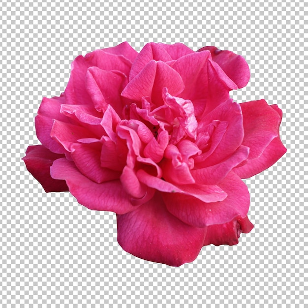 Różowy kwiat izolowany rendering