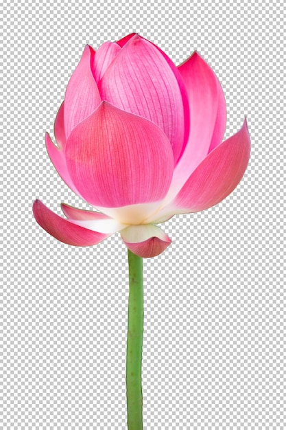 PSD różowy kwiat lotosu na na białym tle przezroczystości
