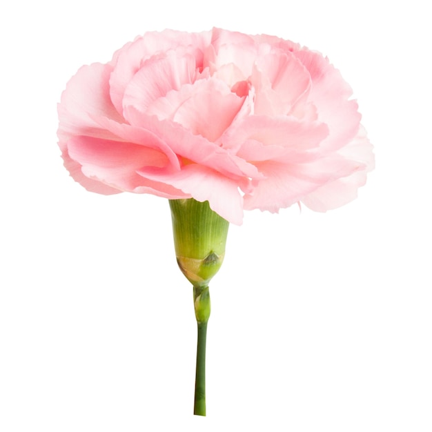 PSD różowy kwiat na pustym tle.