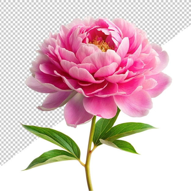 PSD różowy kwiat peonii na przezroczystym tle