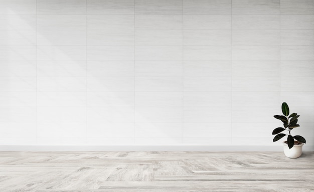 Rubber fig plant in an empty room