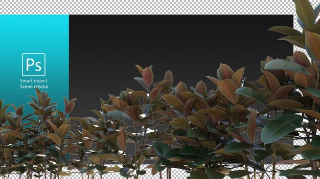 PSD rubber fig rubbers plant rubber trees clipping path