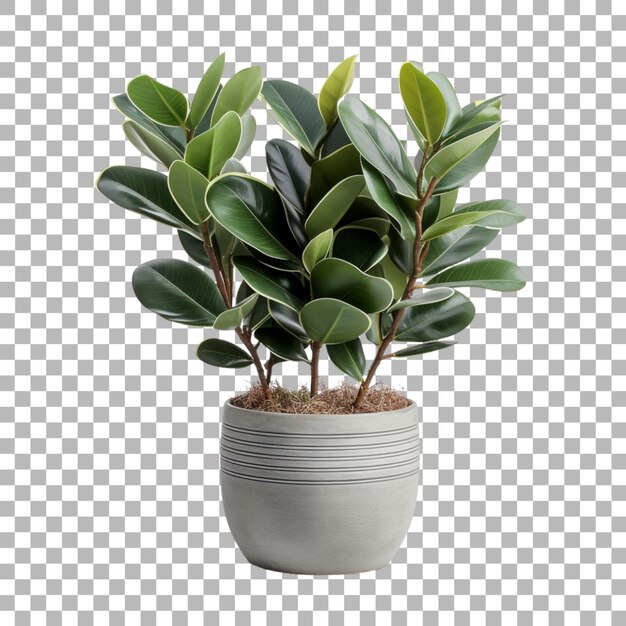 Rubber plant on transparent background