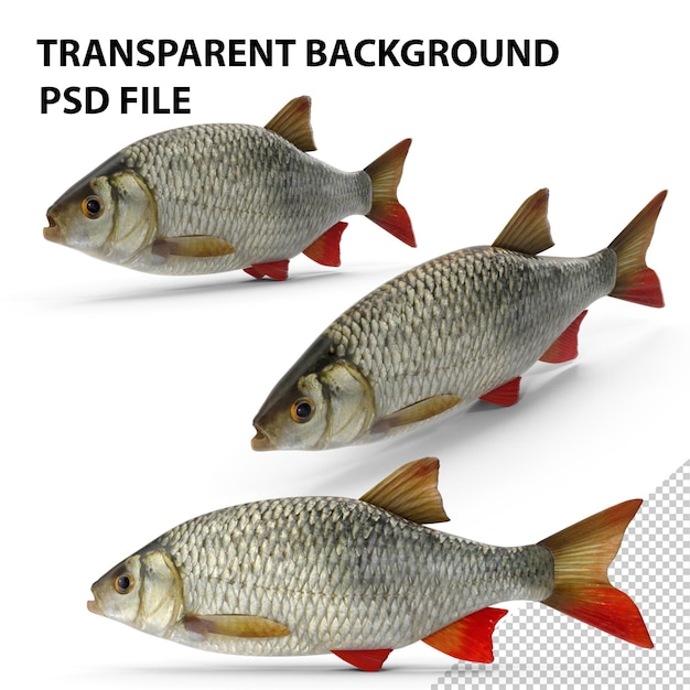 PSD rudd fish png