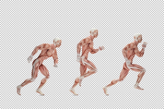 PSD running cycle anatomical illustration