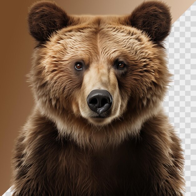 PSD russian bear isolated on transparent background