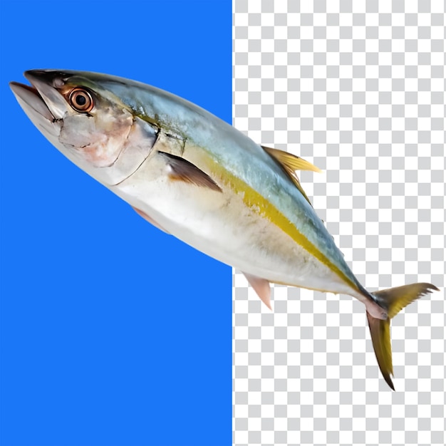 Ryba amberjack izolowany obraz Tło