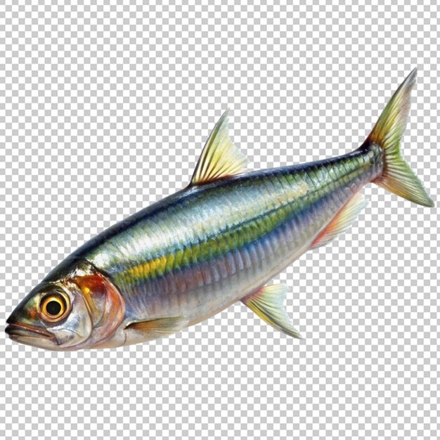 PSD ryby minnow w centrum uwagi