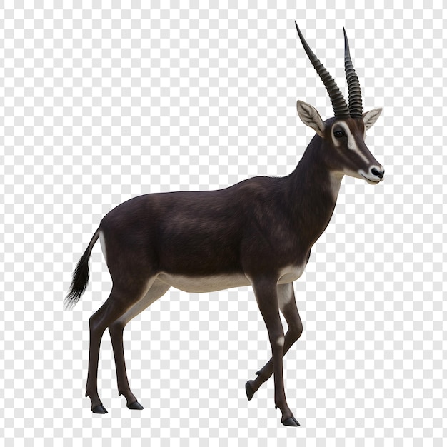 Sable Antelope - majestatyczne afrykańskie ssak