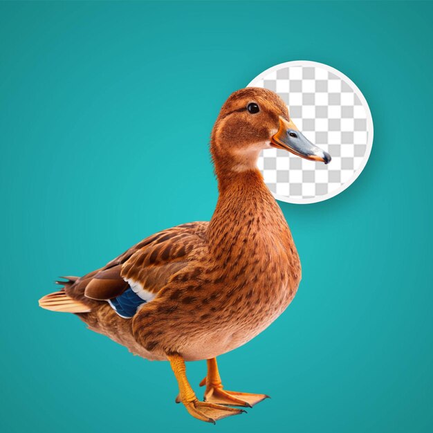 PSD sad looking duck seen from behind in slovenia europe transparent background