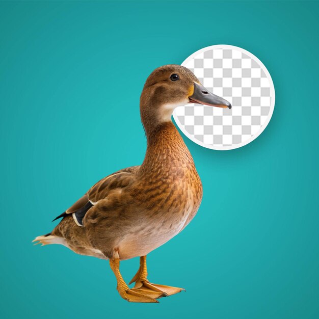 PSD sad looking duck seen from behind in slovenia europe transparent background