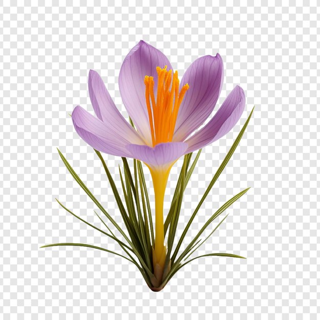 Saffron crocus flower isolated on transparent background