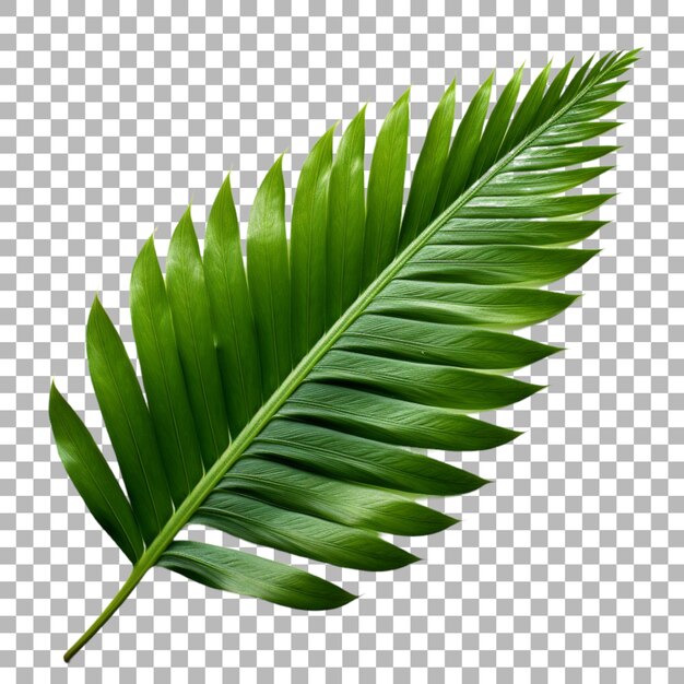 Sago palm leaf on transparent background