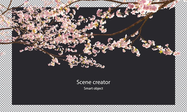 PSD sakura branches clipping path cherry blossom branches isolated