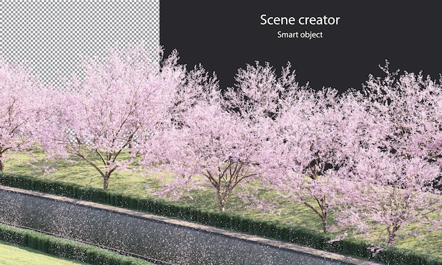 川のクリッピングパスに沿った桜の木孤立した川の桜の木