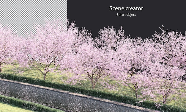 PSD sakura trees along a river clipping path cherry blossom trees on the river isolated