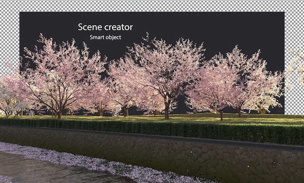 PSD alberi di sakura lungo un percorso di ritaglio del fiume alberi in fiore di ciliegio sul fiume isolato
