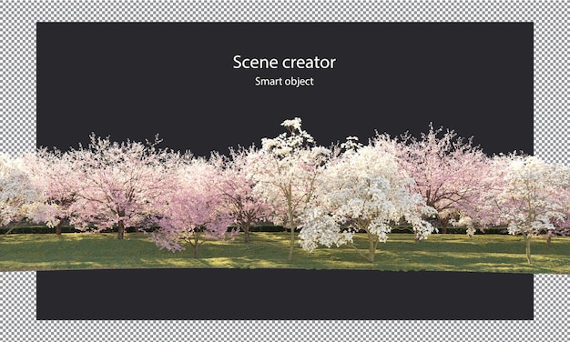 Sakura trees on grass field clipping path cherry blossom on grass field isolated