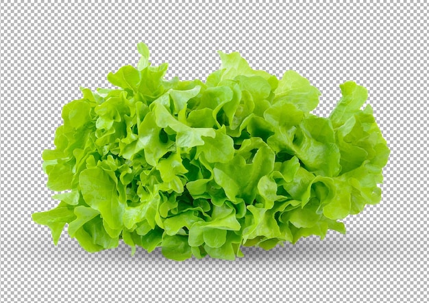 Saladeblad sla geïsoleerd op de achtergrond van de alfalaag