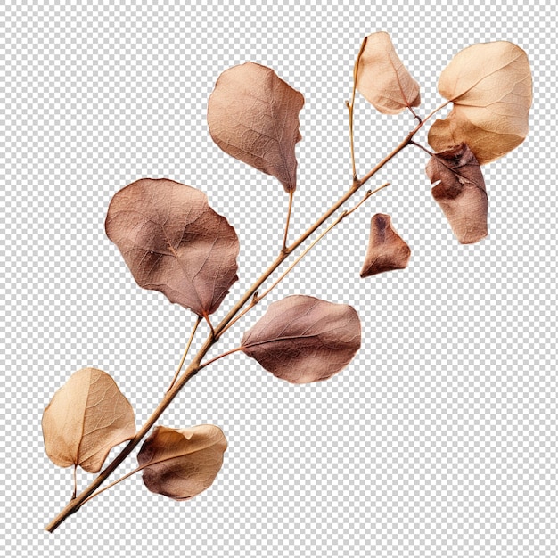 PSD salal dried flower isolated on transparent background