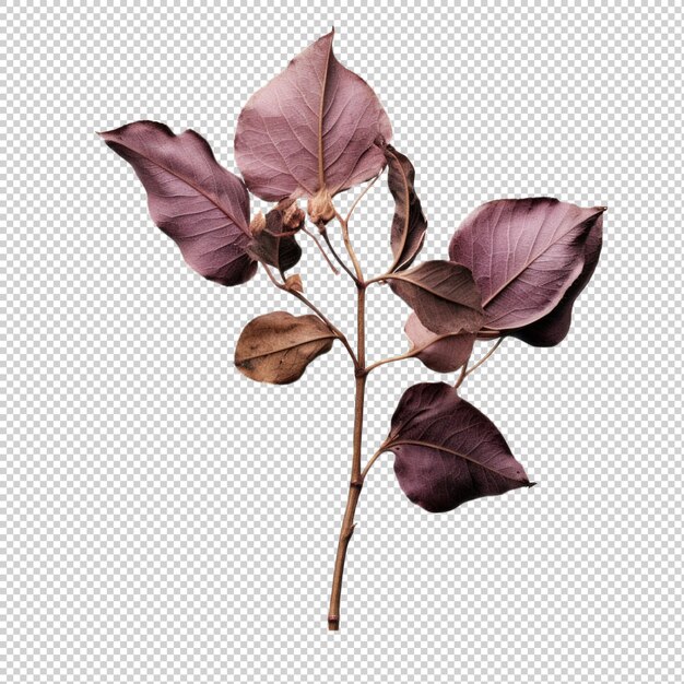 PSD salal dried flower isolated on transparent background