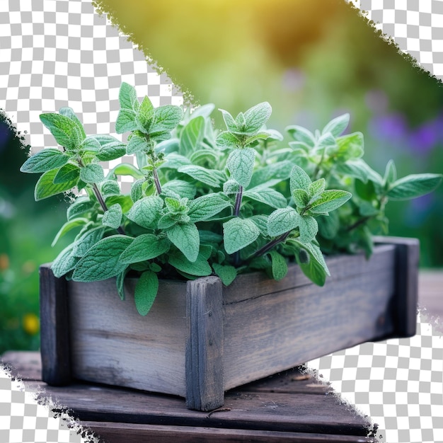 PSD salvia a popular cooking herb grows in a wooden box in poland europe on a sunny day