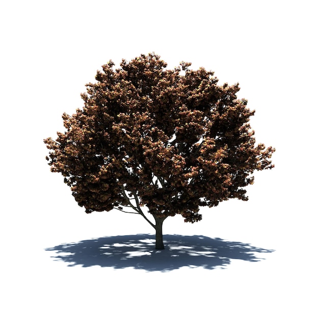 PSD samodzielne drzewo