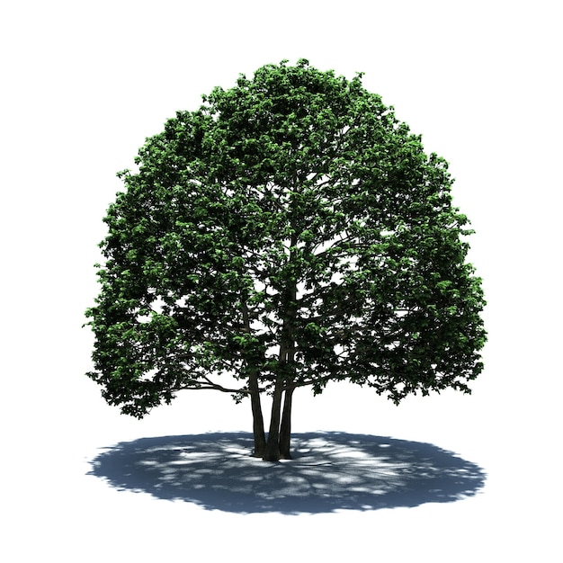 PSD samodzielne drzewo