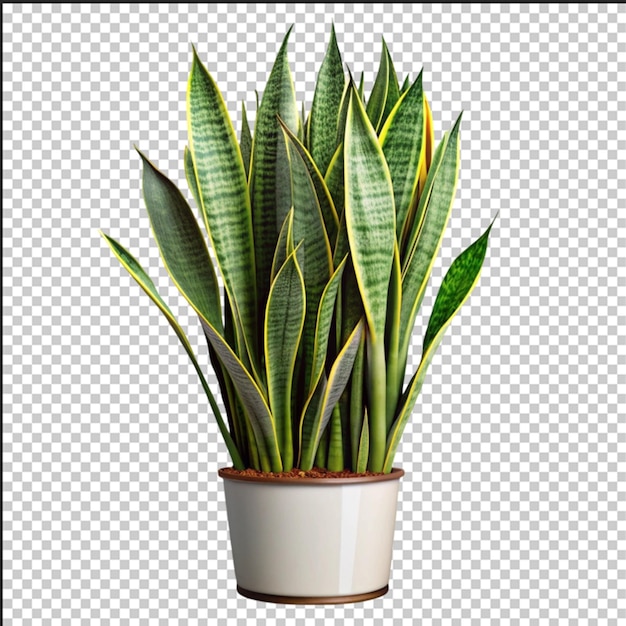 Sansevieria trifasciata PNG geïsoleerd op een doorzichtige achtergrond