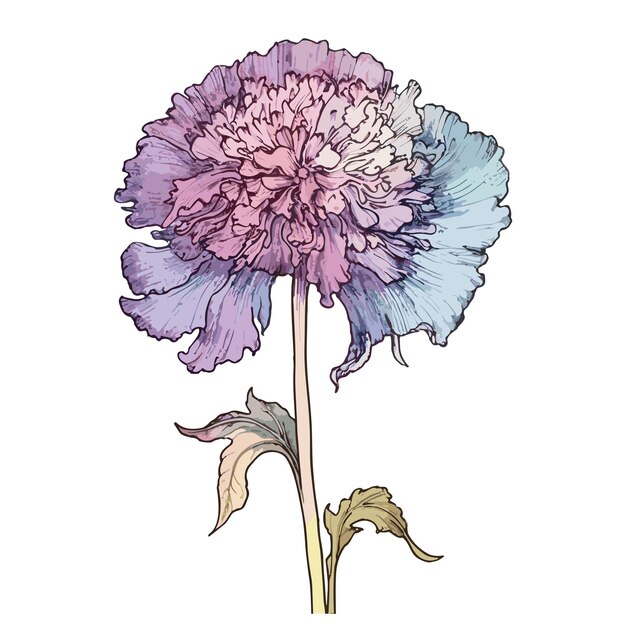 PSD scabiosa akwarela projekt koszulki grafika ilustracja akwarela png psd