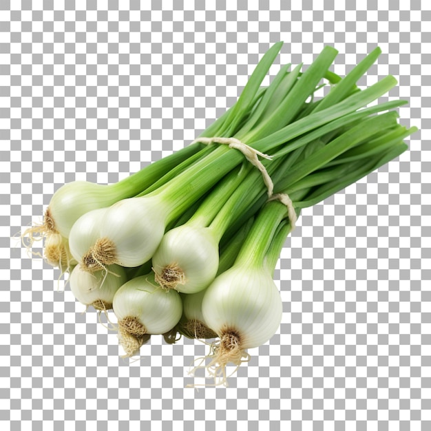 Scallion Na Przezroczystym Tle